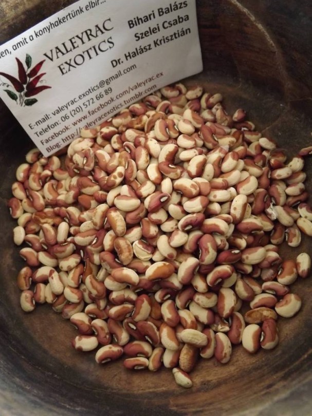 Mozaik méteres bab , Vigna unguiculata, hüvelyes